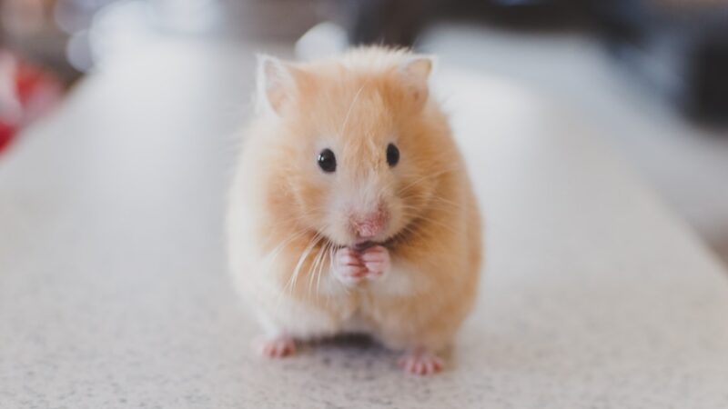 Melhores Acessórios para Cães Pequenos: Guia Prática para Donos de Bichinhos Queridos