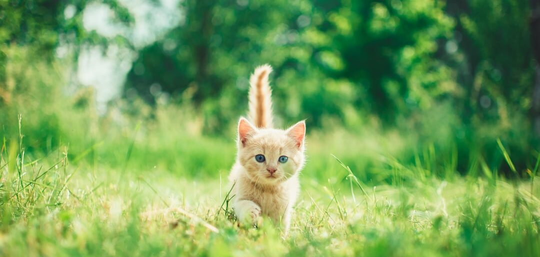Melhores Acessórios para Gatos em Casa: O Valor é o Que Importa?