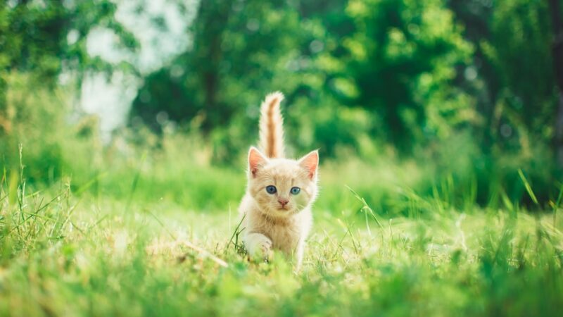 Melhores Acessórios para Gatos em Casa: O Valor é o Que Importa?