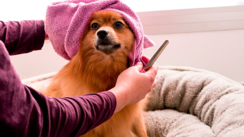 Melhores Acessórios de Higiene para Cães