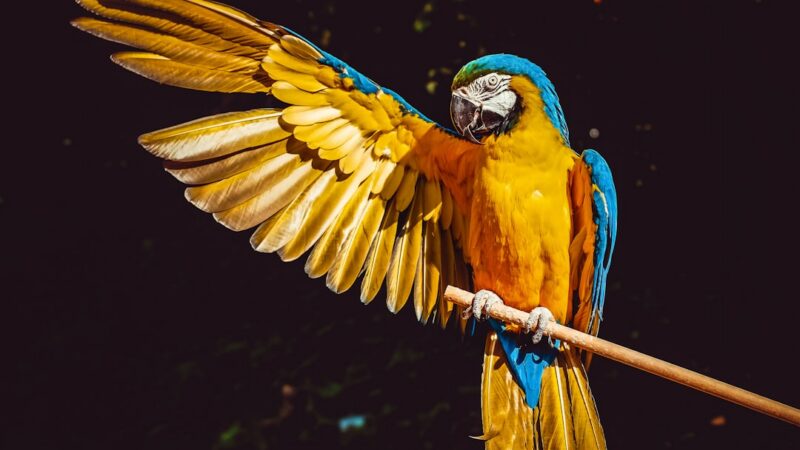 Melhores Gaiolas para Calopsita — Tamanho, Segurança e Conforto