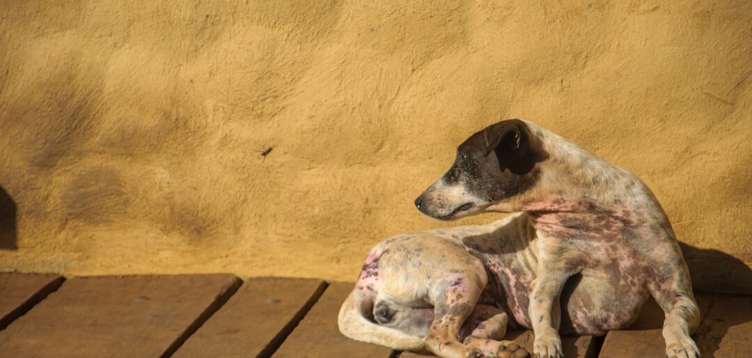 Melhores Rações para Cães com Problemas de Pele — Top 10 de Qualidade em 2026