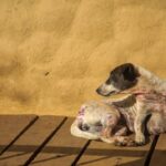 Melhores Rações para Cães com Problemas de Pele — Top 10 de Qualidade em 2026