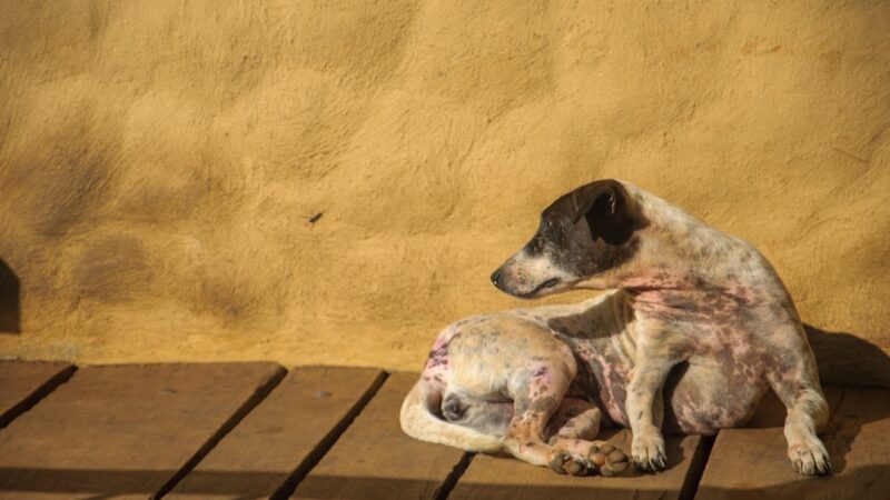 Melhores Rações para Cães com Problemas de Pele — Top 10 de Qualidade em 2026