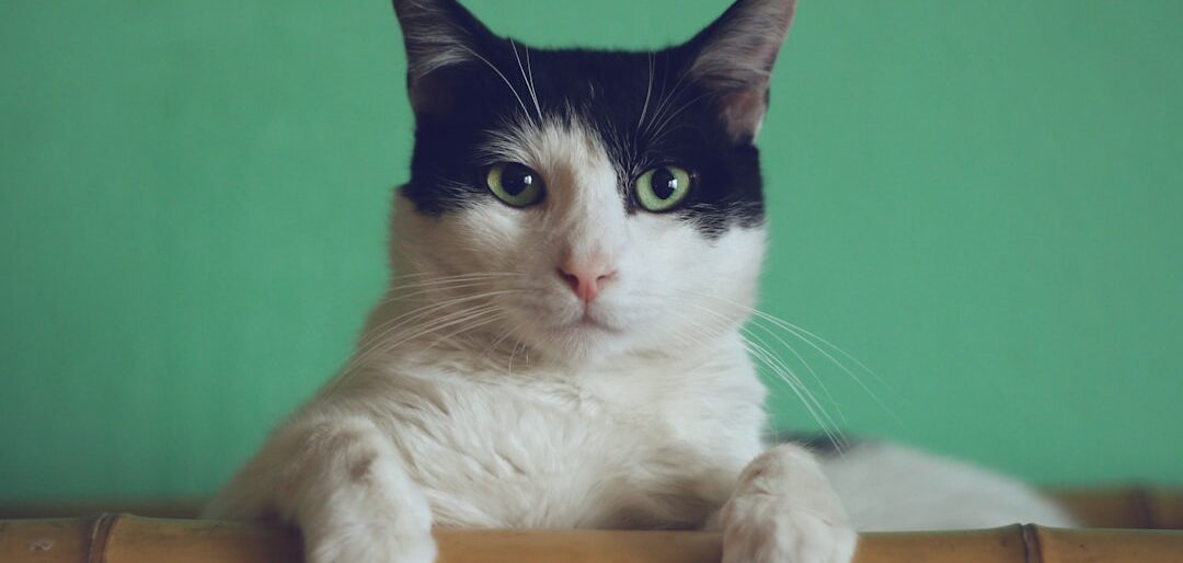 Melhores Rações para Gatos Castrados em 2026