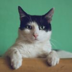Melhores Rações para Gatos Castrados em 2026
