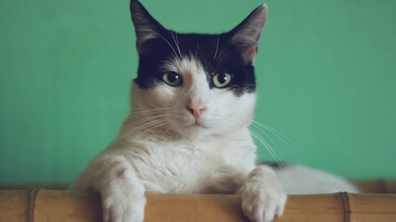 Melhores Rações para Gatos Castrados em 2026