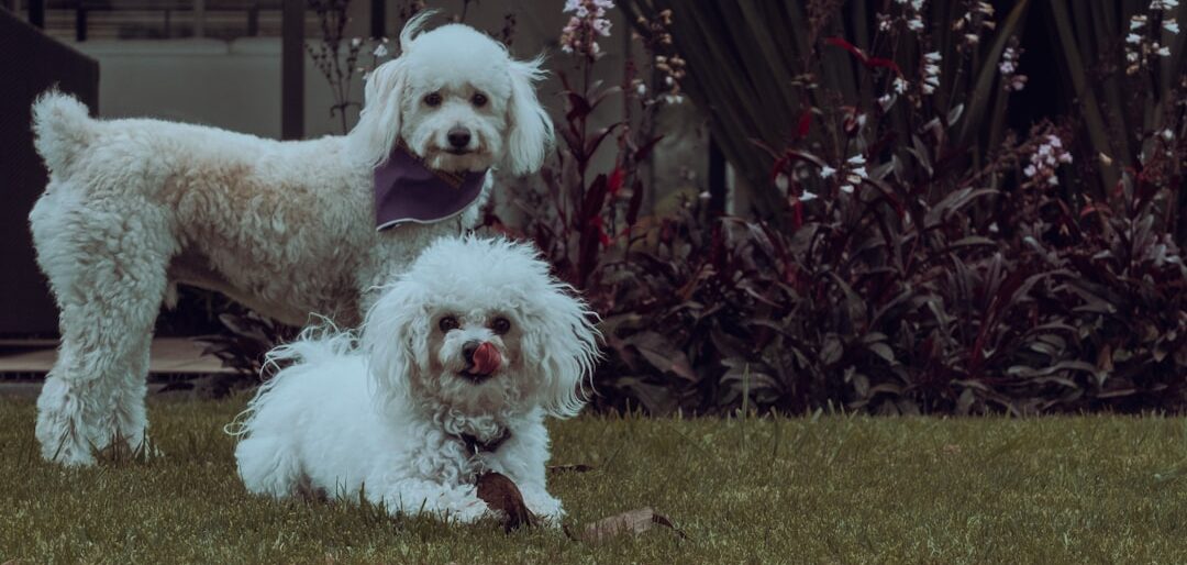 Melhores Rações para Cães Filhotes em 2026