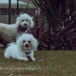 Melhores Rações para Cães Filhotes em 2026