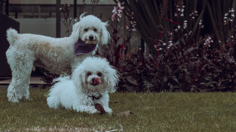 Melhores Rações para Cães Filhotes em 2026